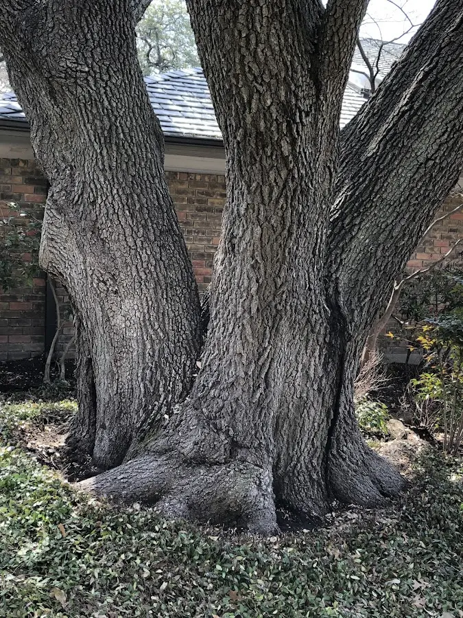 Mature heritage tree close to a Ligonier property cared for by certified arborists